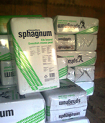 Sphagnum